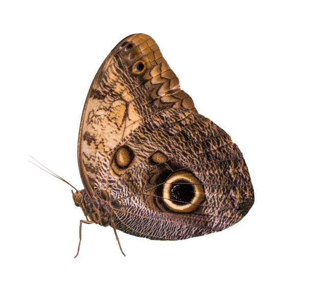 istock Butterfly Caligo Rurilochus 1176869683