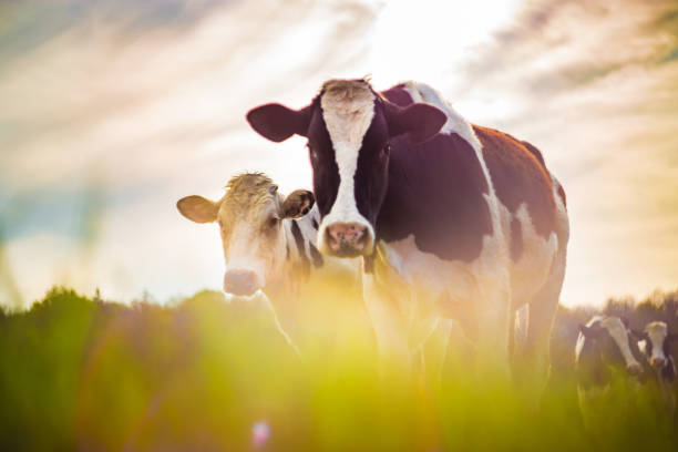 istock Cows taken against the light, vintage style 1176869710