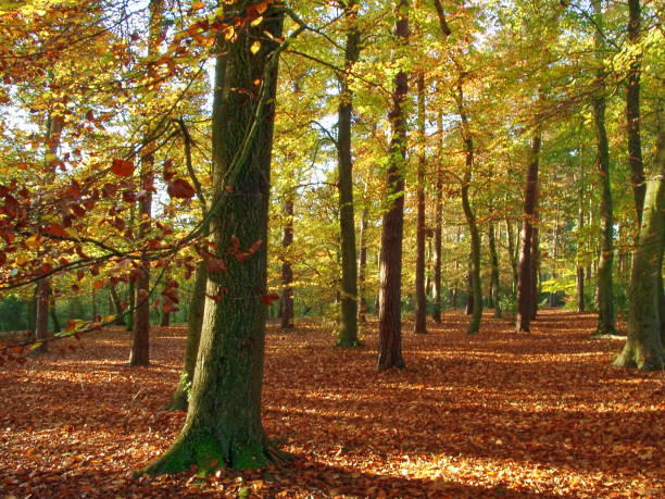 istock Autumn Nature Scene 1176869753