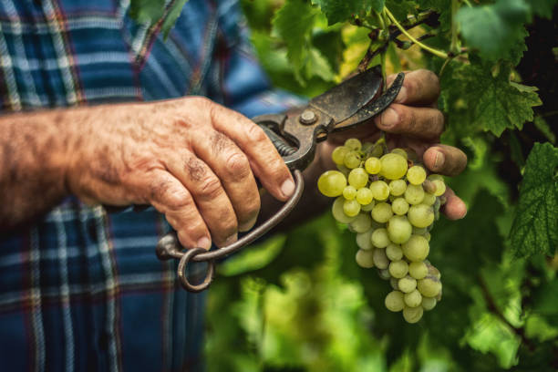 traubenernte und -abholung in italien - winemaking stock-fotos und bilder