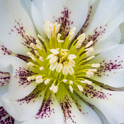 A macro shot of a white hellebore bloom.