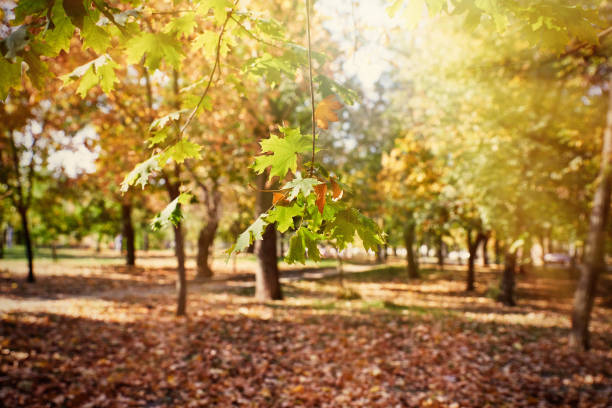 Maple branches with yellow and green leaves. autumn city park with yellowed leaves on the trees in the sun, day