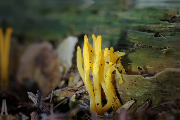 istock The young coral mushroom 1176872761