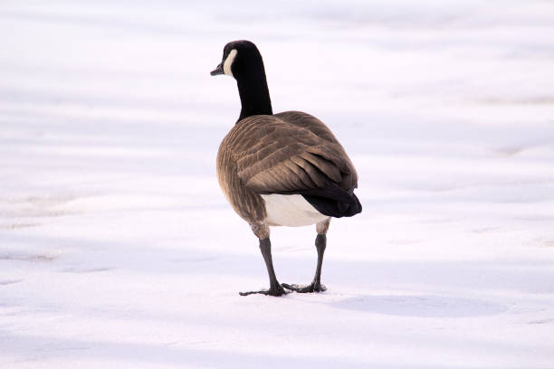 istock Canadian Goose 1176875059