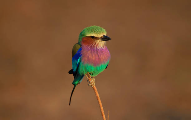 Lilac Breasted Roller Lilac Breasted Roller perched on branch Zambia lilac breasted roller stock pictures, royalty-free photos & images