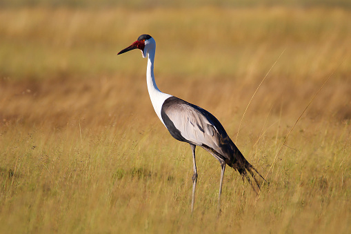 Wattled crane Liuwa Plains