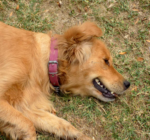 istock Happy dog is playing in the meadow 1176877119