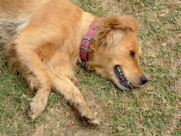 istock Happy dog is playing in the meadow 1176877121