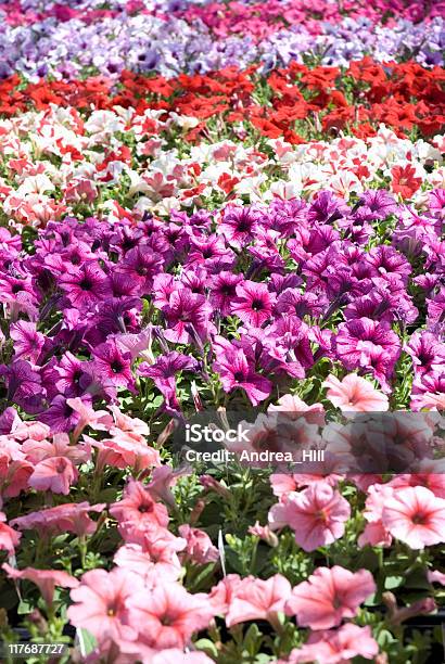Reihen Petunias Nahaufnahme Stockfoto und mehr Bilder von Agrarbetrieb - Agrarbetrieb, Blatt - Pflanzenbestandteile, Blume