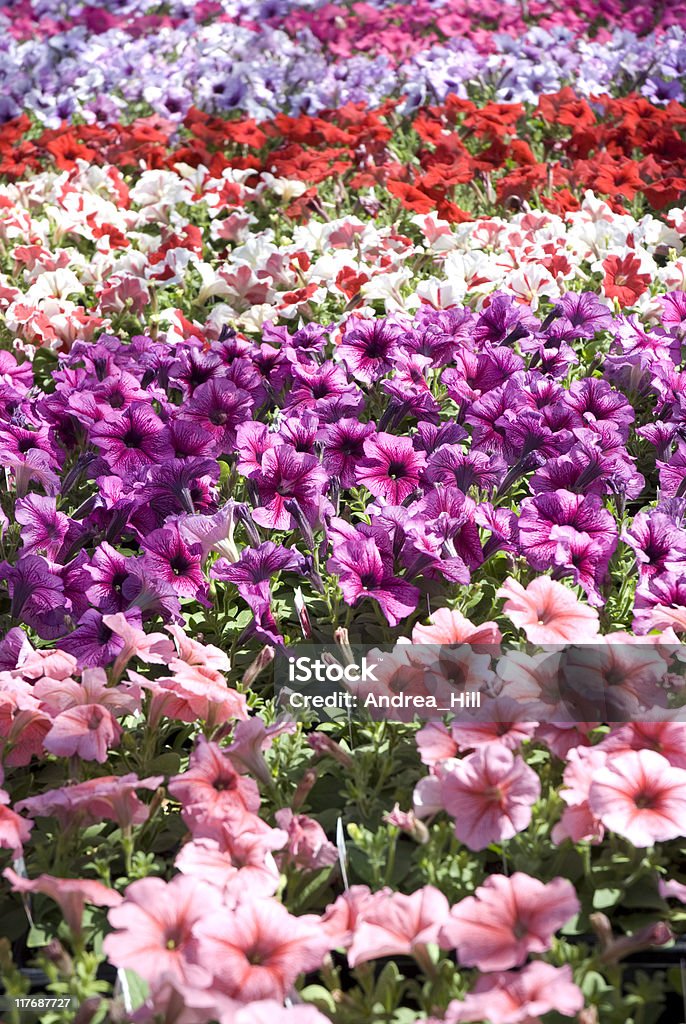 Fileiras de Petunias Close-Up - Foto de stock de Agricultura royalty-free