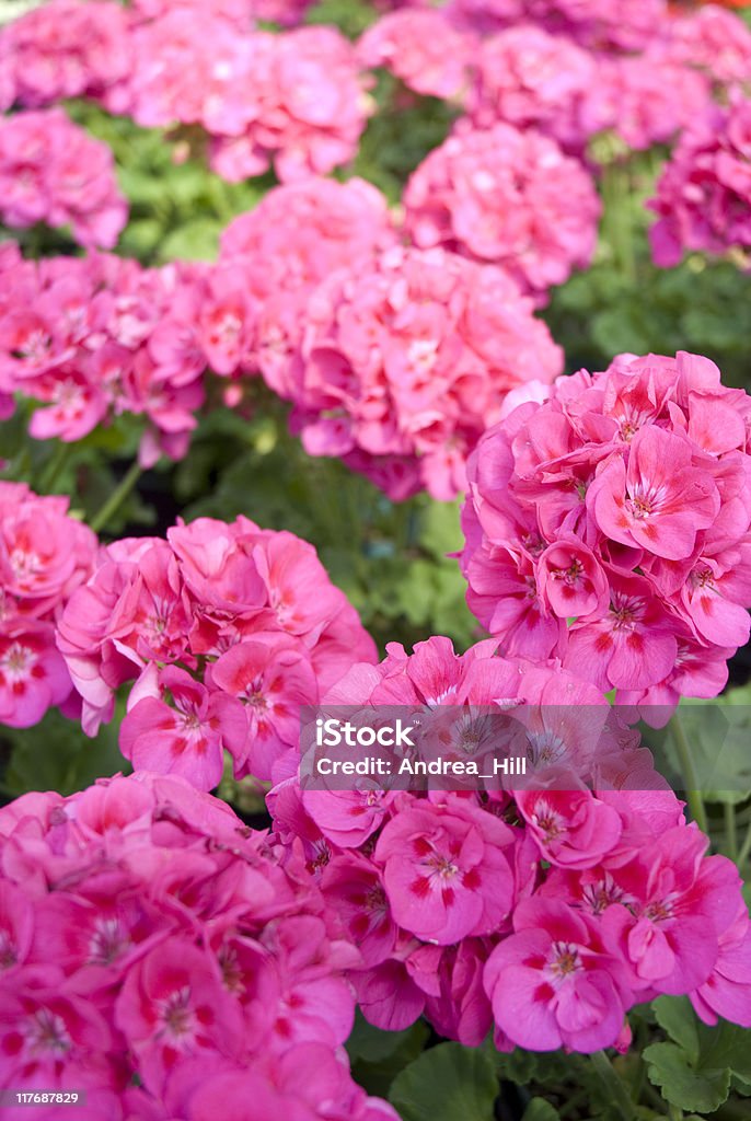 Fondo rosa geranio - Foto de stock de Aire libre libre de derechos