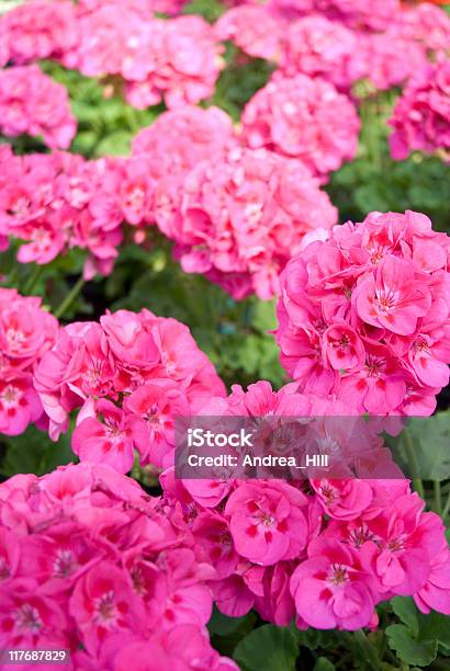 Fundo Rosa Gerânio - Fotografias de stock e mais imagens de Anual - Caraterística da planta - Anual - Caraterística da planta, Ao Ar Livre, Beleza