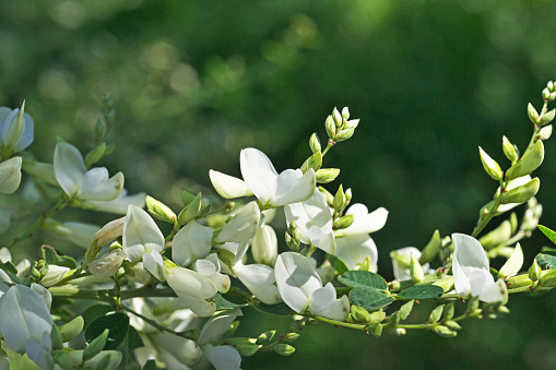 Japanese bush clover