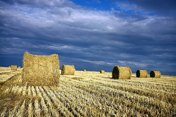 istock straw rolls of barley on the field 117688427