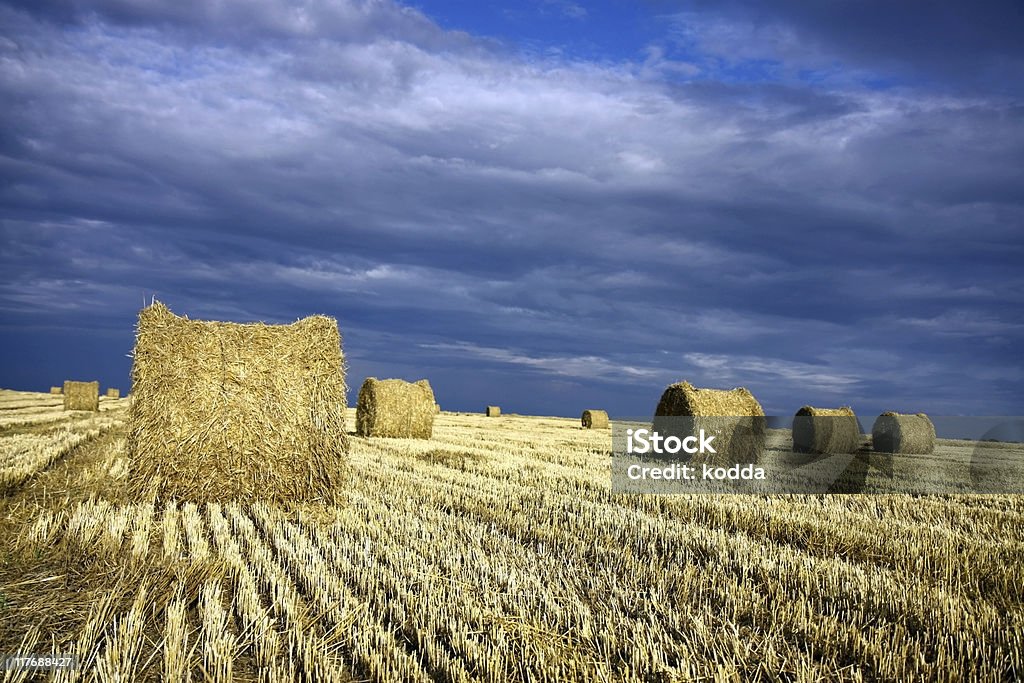 Palha rolos de cevada no campo - Royalty-free Agricultura Foto de stock