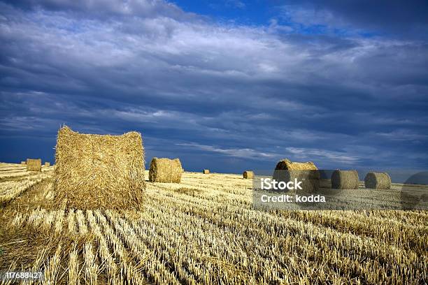 Palha Rolos De Cevada No Campo - Fotografias de stock e mais imagens de Agricultura - Agricultura, Ajardinado, Alimentar