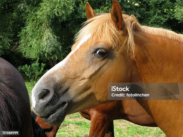 Horse Looks Für Den Fotografen Stockfoto und mehr Bilder von Braun - Braun, Brauner, Farbbild