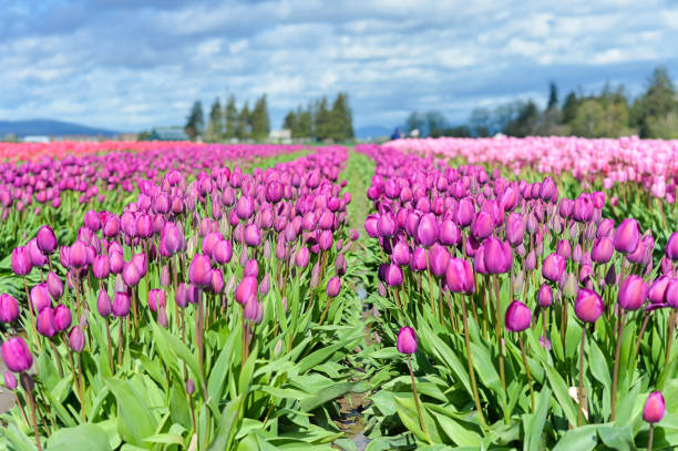 istock Skagit Valley Tulip Field 1176892905