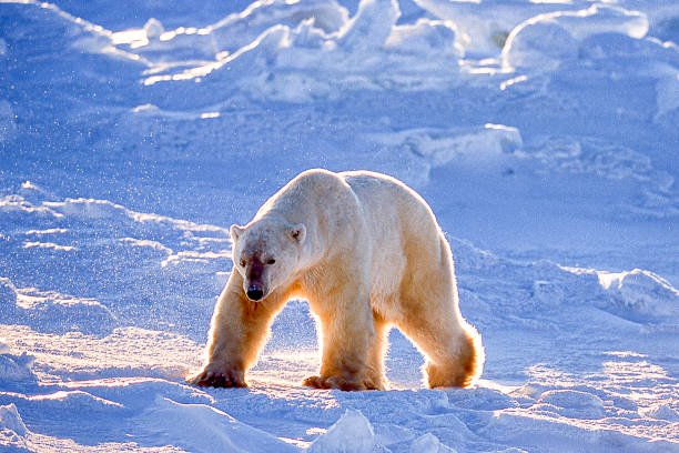 istock One Wild Polar Bear Walking on Snowy Hudson Bay Shore 1176897988