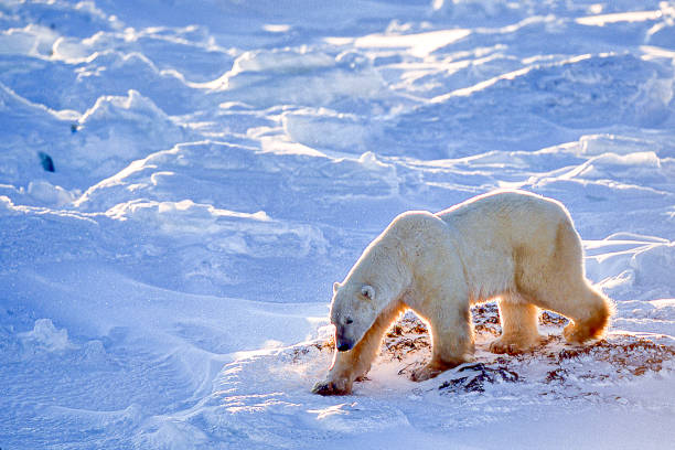 istock One Wild Polar Bear Walking on Snowy Hudson Bay Shore 1176898310