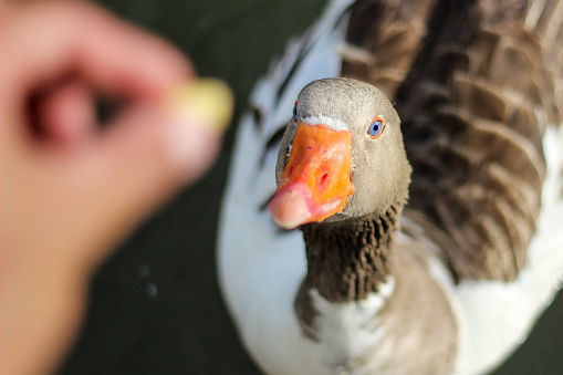 Close in a hand feeding a duck in the lake