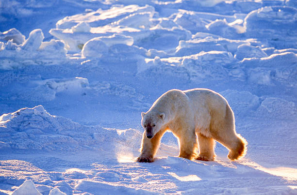 istock One Wild Polar Bear Walking on Snowy Hudson Bay Shore 1176899592