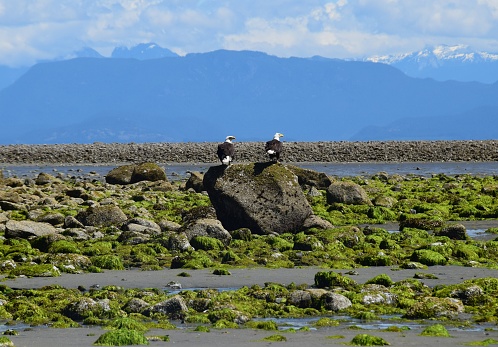 two bald eagle sitting side by side on a large rock on the shore of the ocean, low tide