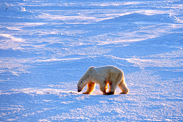istock One Wild Polar Bear Walking on Snowy Hudson Bay Shore 1176899830