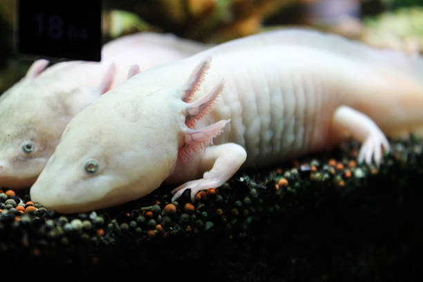 istock Marine background of axolotl lying on the small rocks 1176900603