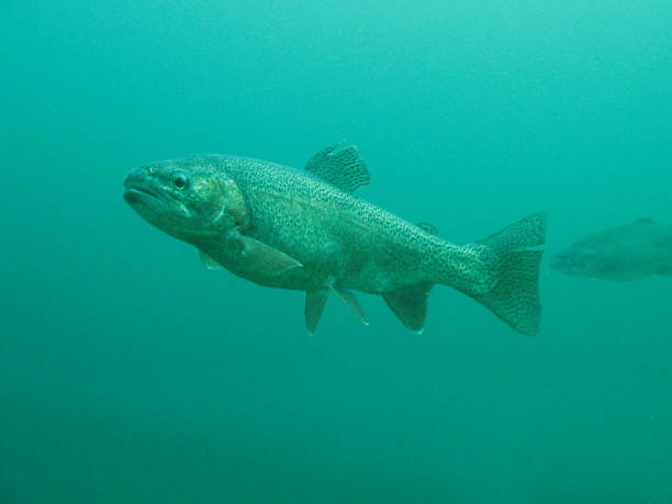 istock An underwater view of a freshwater trout fish 1176900707