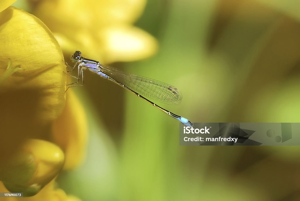 Damselfly on a yellow flower  Animal Stock Photo