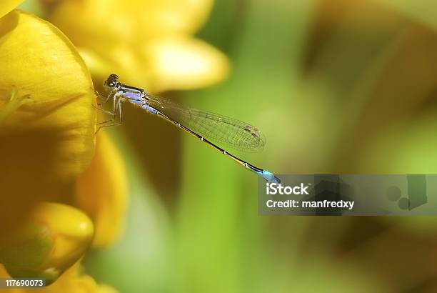 Damselfly On A Yellow Flower Stock Photo - Download Image Now - Animal, Animal Body Part, Animal Wildlife