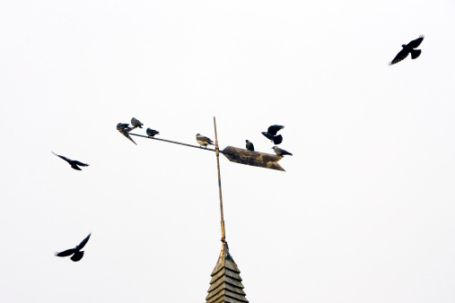 A flock of black birds flying around a weather vane.