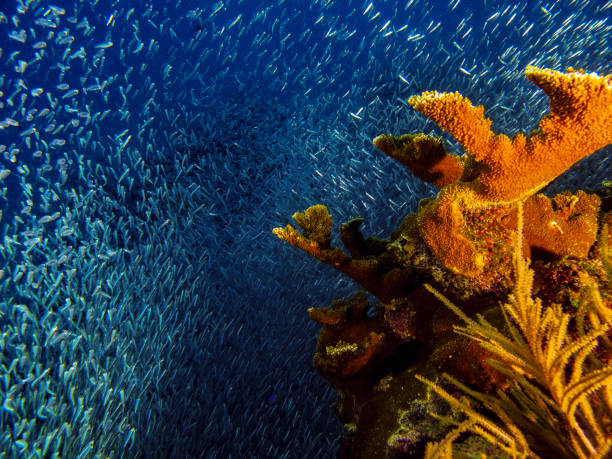 A large school of small fish on the reefs off the coast of Islamorada, Florida stock photo
