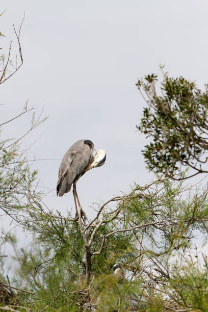 istock Grey Heron in a tree in Camargue 1176901705