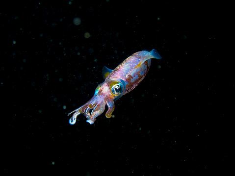 An underwater view of a reef squid off the coast of Islamorada, Florida