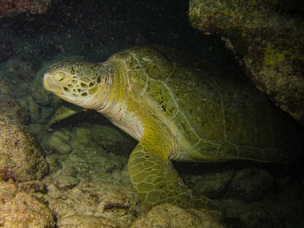 A green sea turtle on the reefs off the coast of Islamorada, Florida stock photo