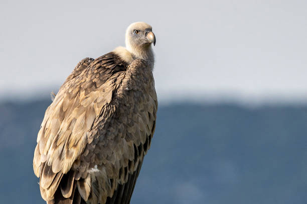 istock Griffon vulture (gyps fulvus) perched on a pole in Alcoy. 1176906166