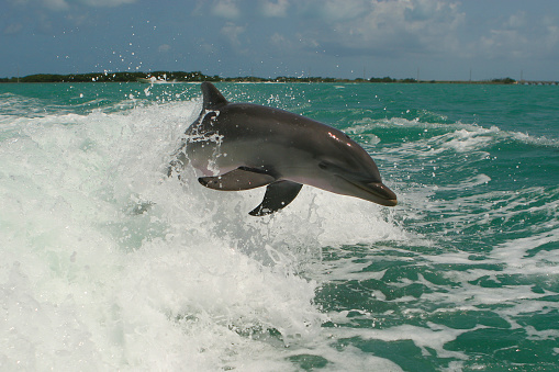A dolphin in the waters of the reefs off the coast of Islamorada, Florida