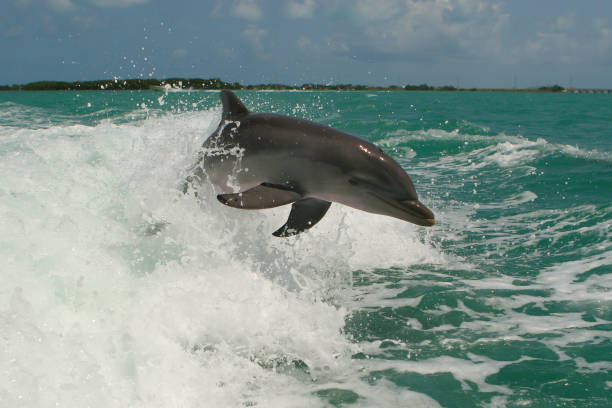 A dolphin in the waters of the reefs off the coast of Islamorada, Florida stock photo