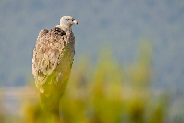 vautour de griffon (gyps fulvus) perché sur un poteau à alcoy. - couleur fauve photos et images de collection