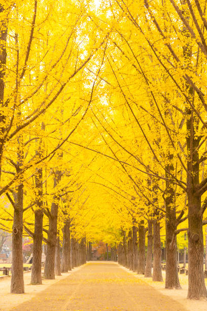 istock Autumn in Nami island South Korea 1176911607