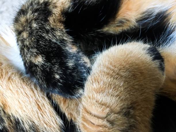 istock Tortoiseshell cat with freckles closeup 1176912749