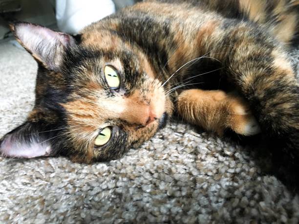 istock Tortoiseshell cat with freckles closeup 1176912783
