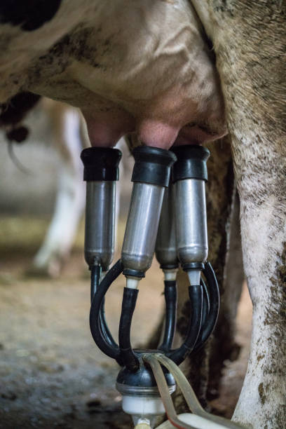 istock Cow milking automatic system in the dairy farm 1176912859