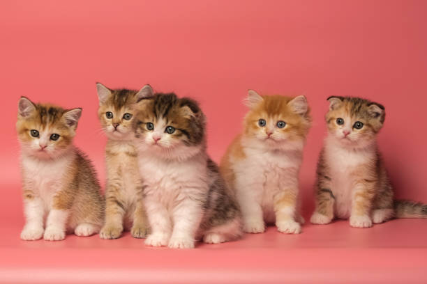 istock Many British Shorthair Cat funny 1176914865