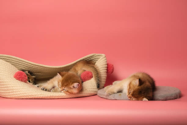 Many British Shorthair Cat funny stock photo