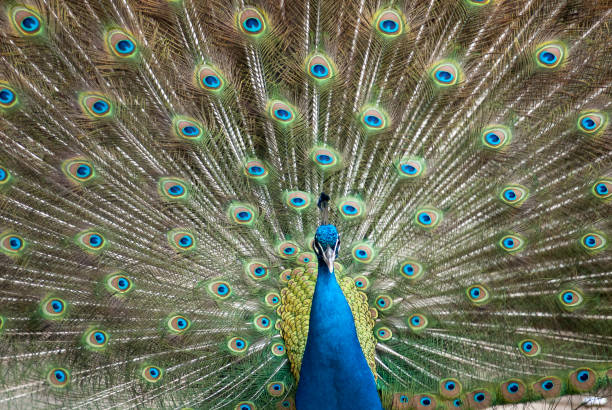 istock peahen, peacock, peafowl 1176915960