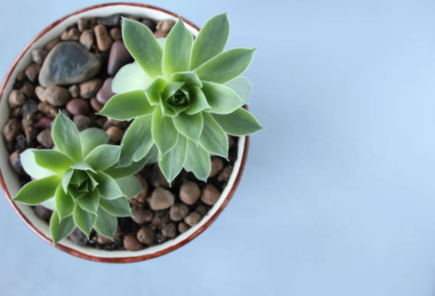 istock Succulent home plant gray background 1176916750