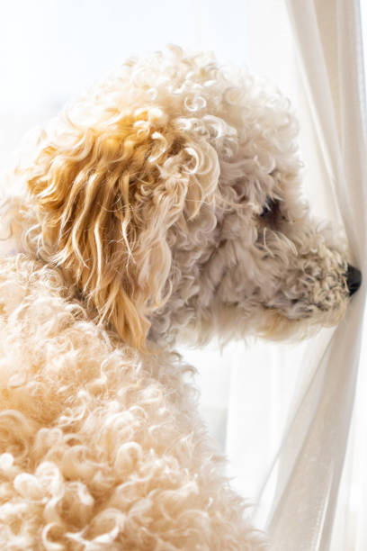 istock White dog poodle in bed 1176917600